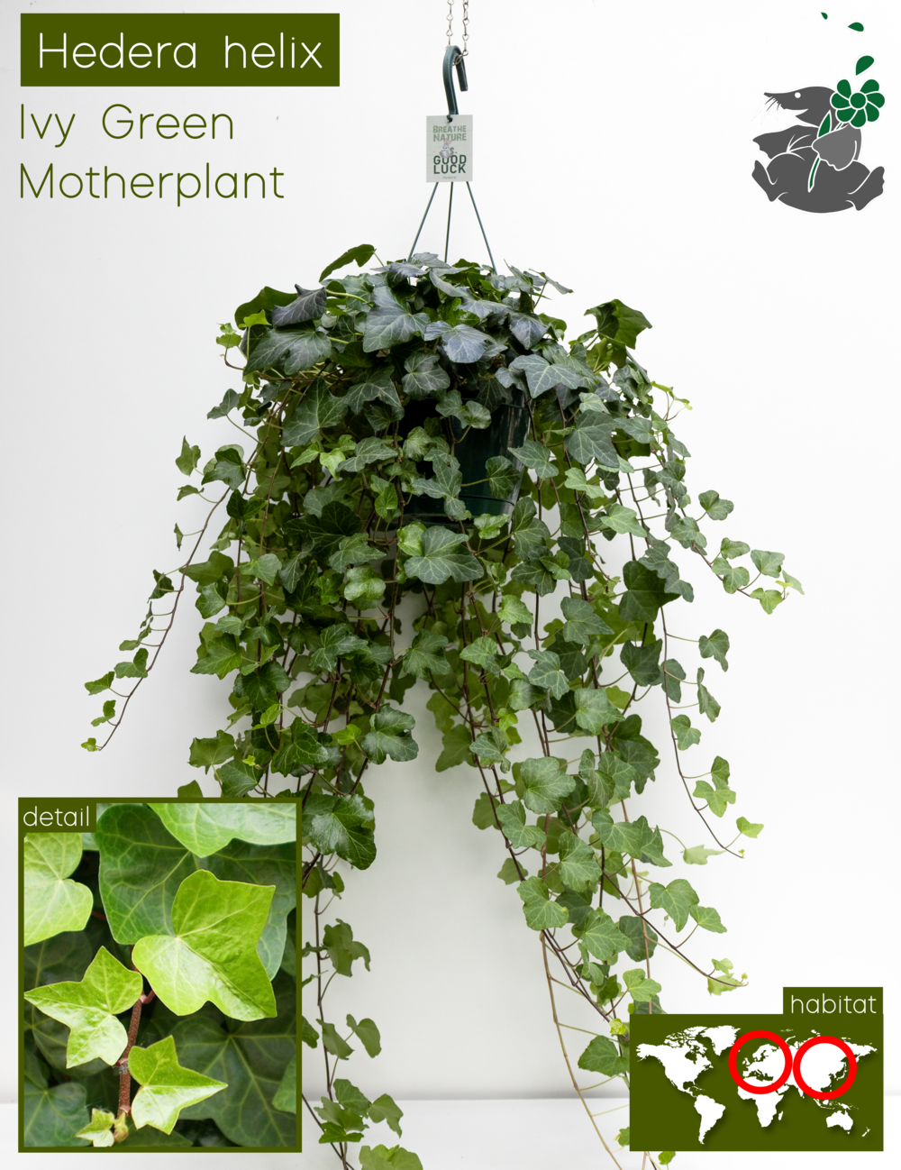 Hedera Wonder HP18, D 18