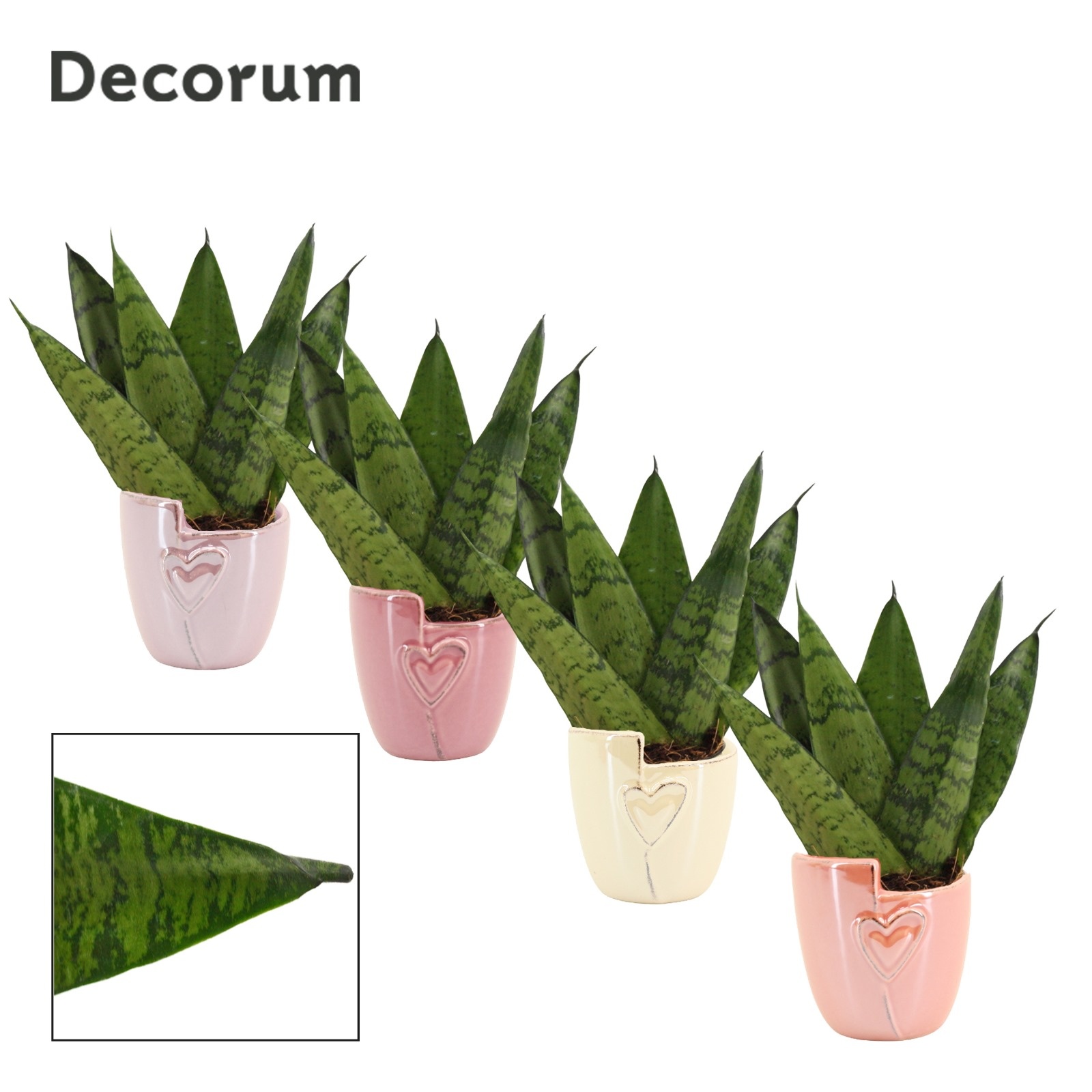 Sansevieria Zeylanica Fan 6 cm in Joa (Special moods-collection), D 6