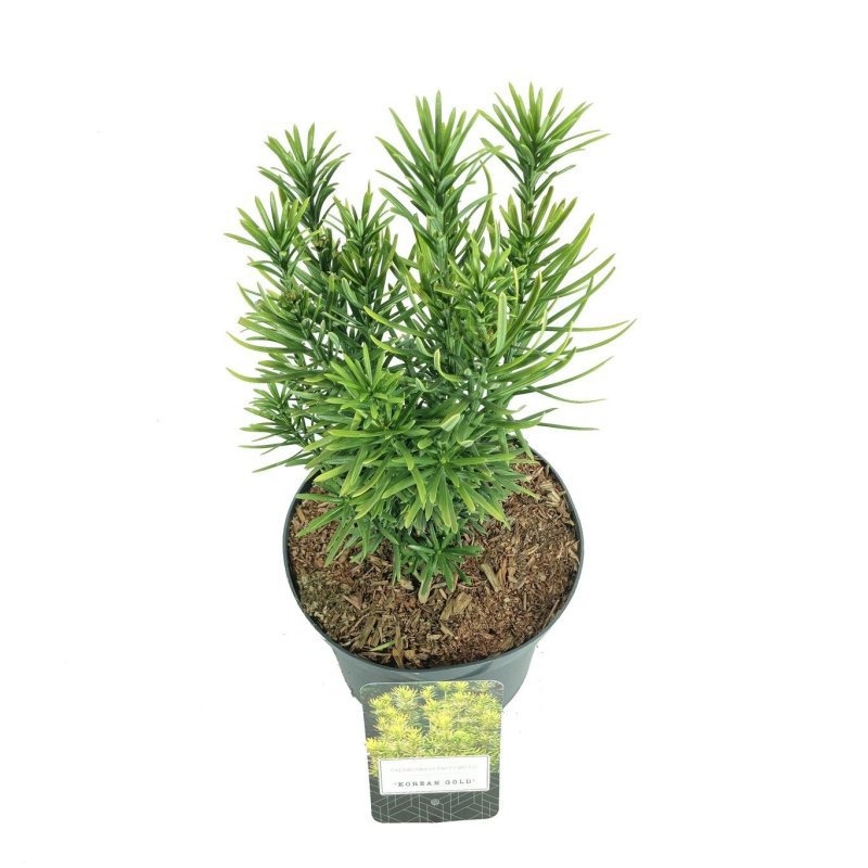 Cephalotaxus h. 'Korean Gold', D 18