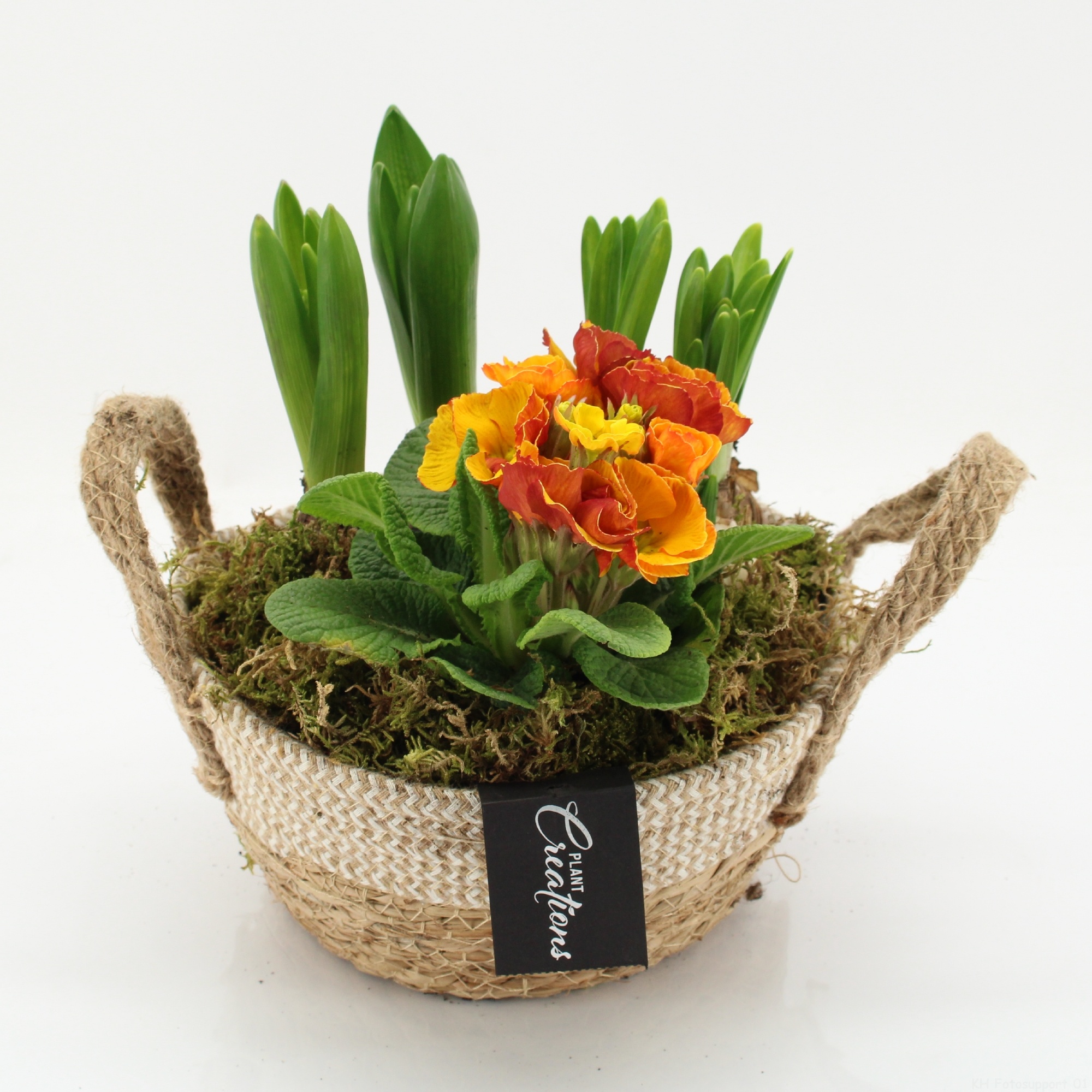 PMCR-2637 Primula creations, D 21