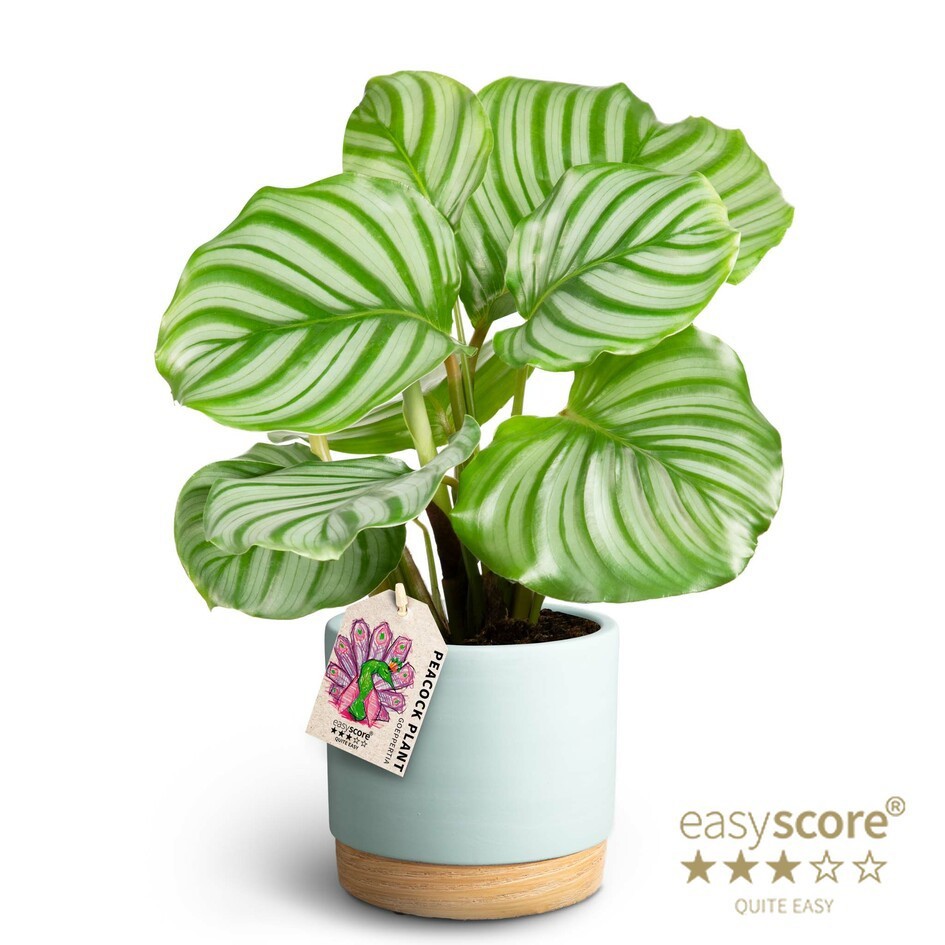 Woodbase Sky Blue, Calathea orbifolia, D 12 cm