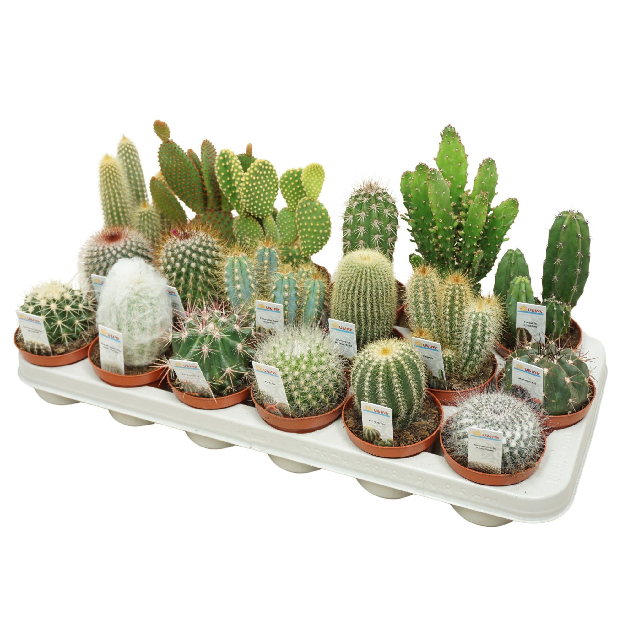Cactus mix 8,5 cm met foto etiket, D 8,5