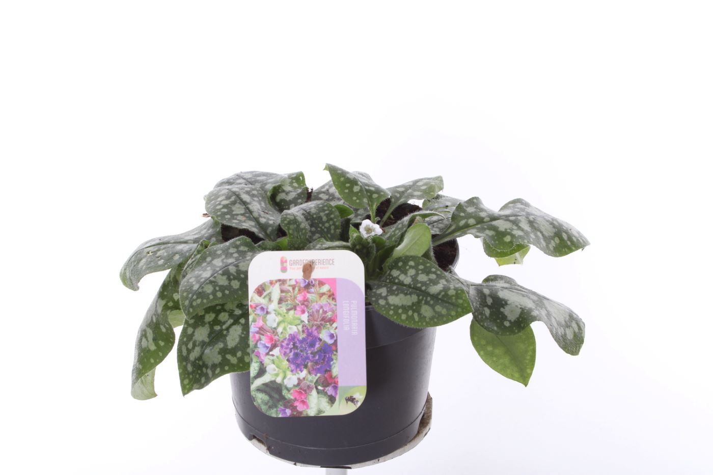 Pulmonaria longifolia Ice Ballet, D 17