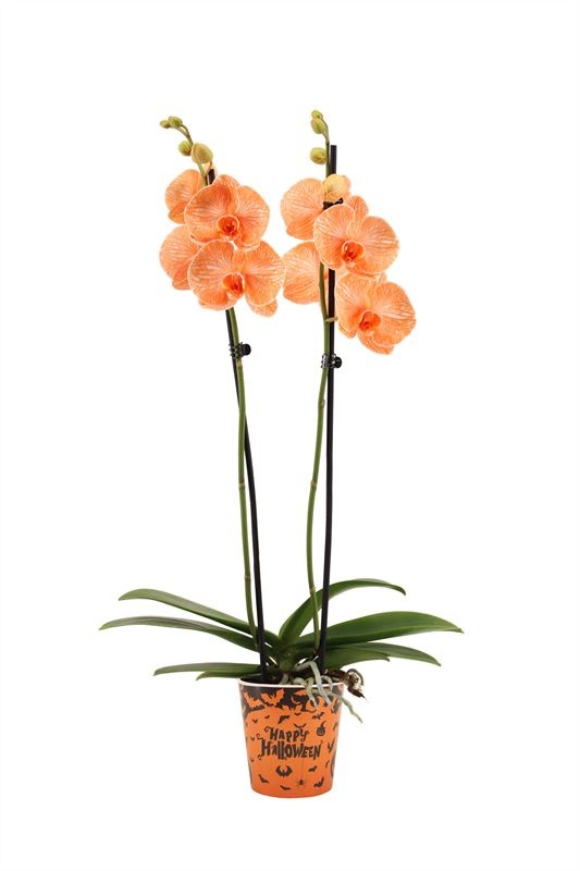 Potcover p12 halloween Phal I am Orange 2T14+, D 12 cm