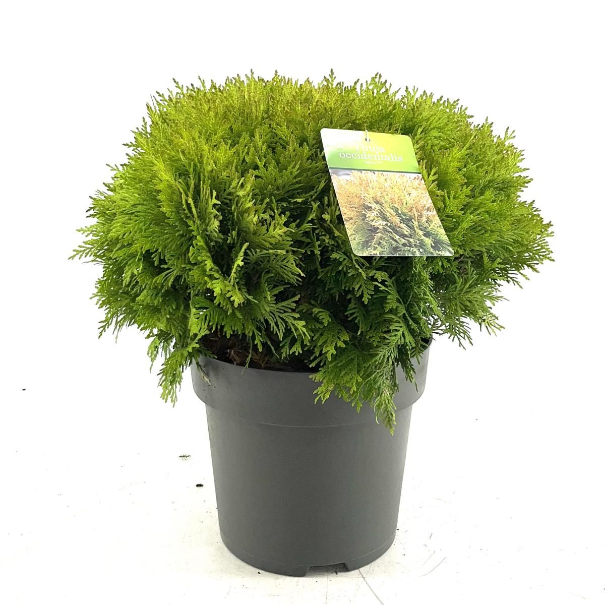 Thuja occ. 'Mirjam', D 26