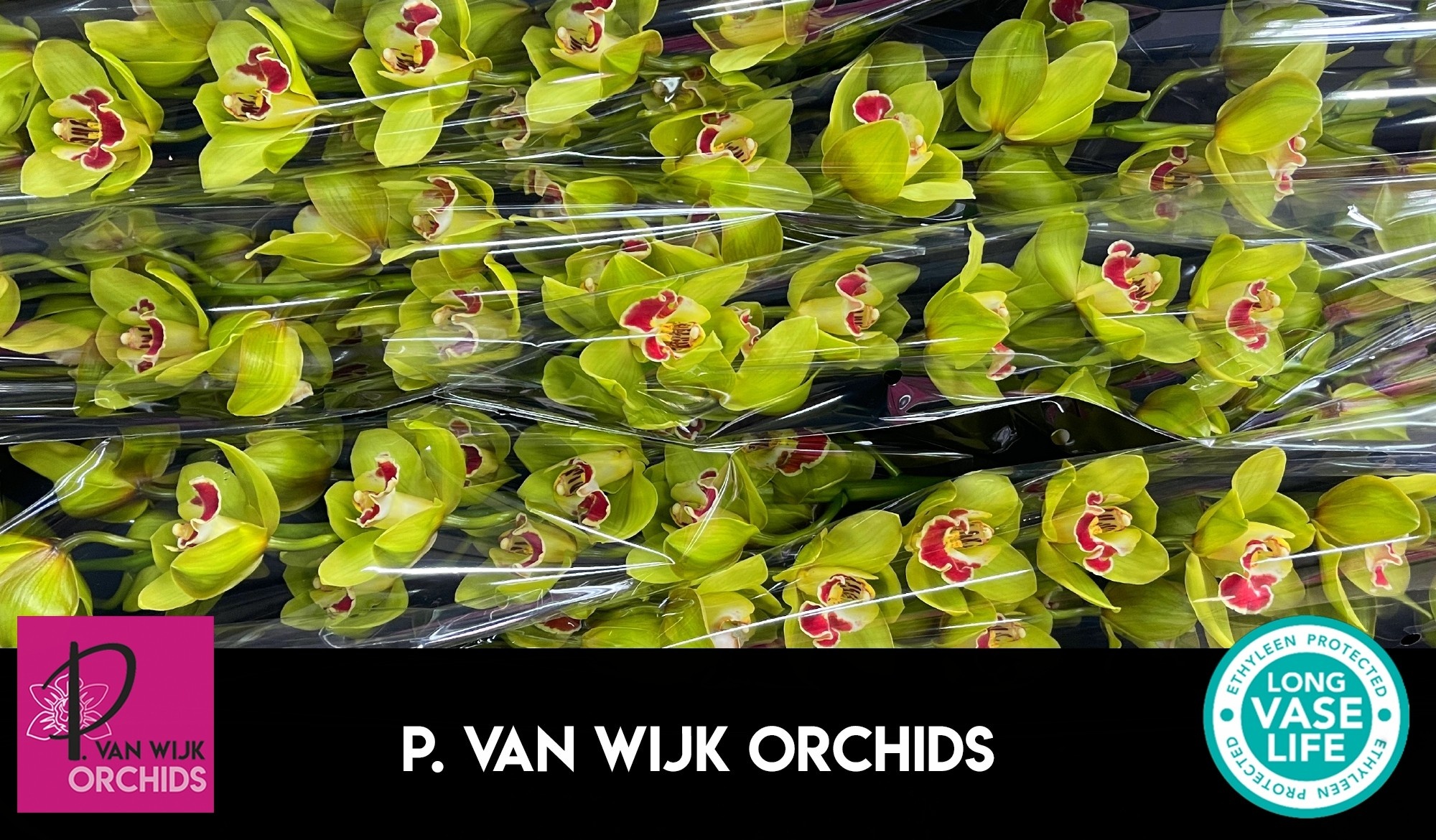 Цимбидиум Фиона x6 80, шт.