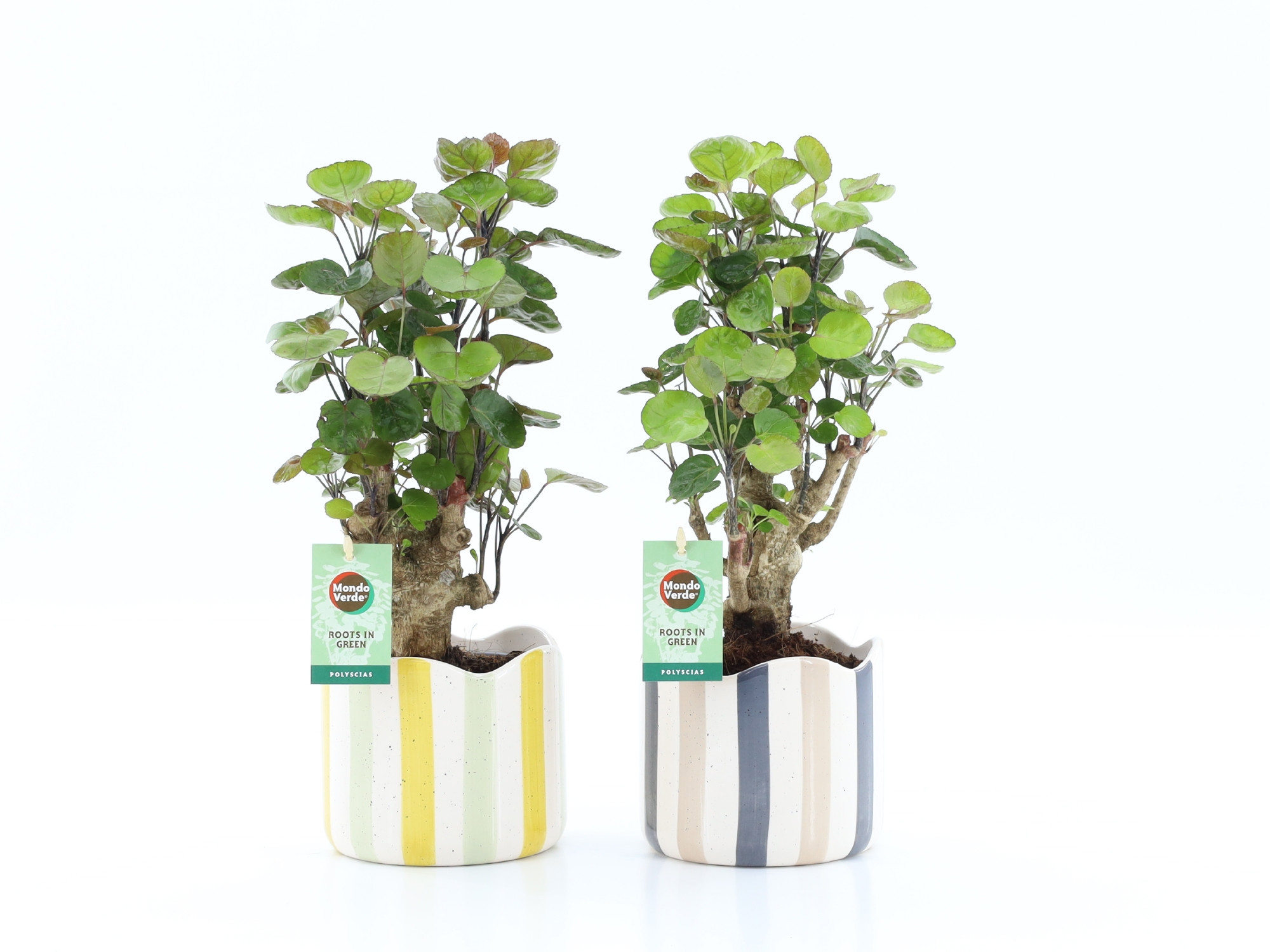 Polyscias Fabian in Nouveau keramiek, D 13