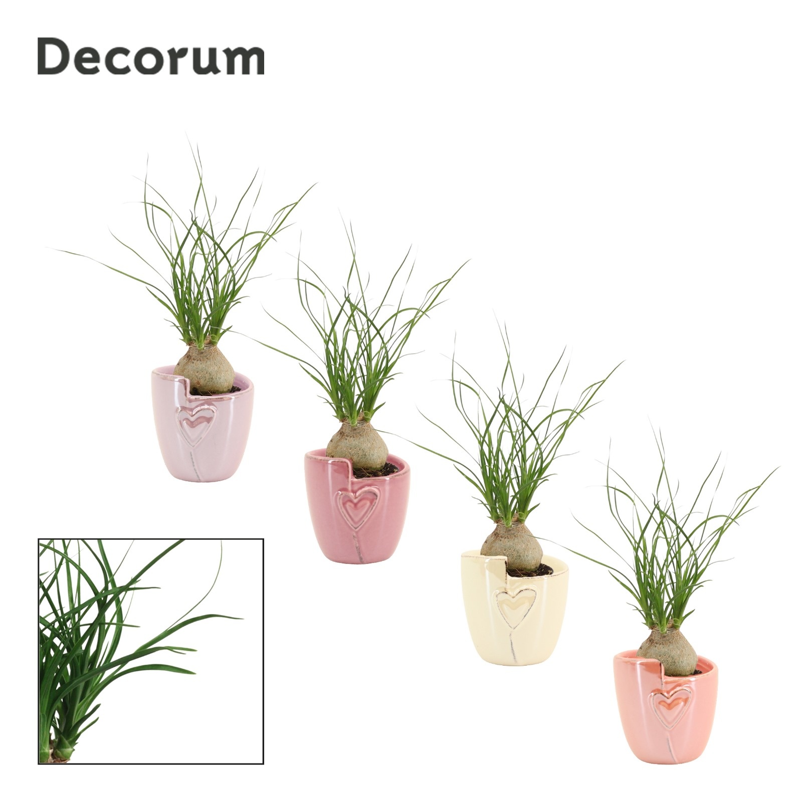 Beaucarnea Bol 6 cm in Joa (Special moods-collection), D 6