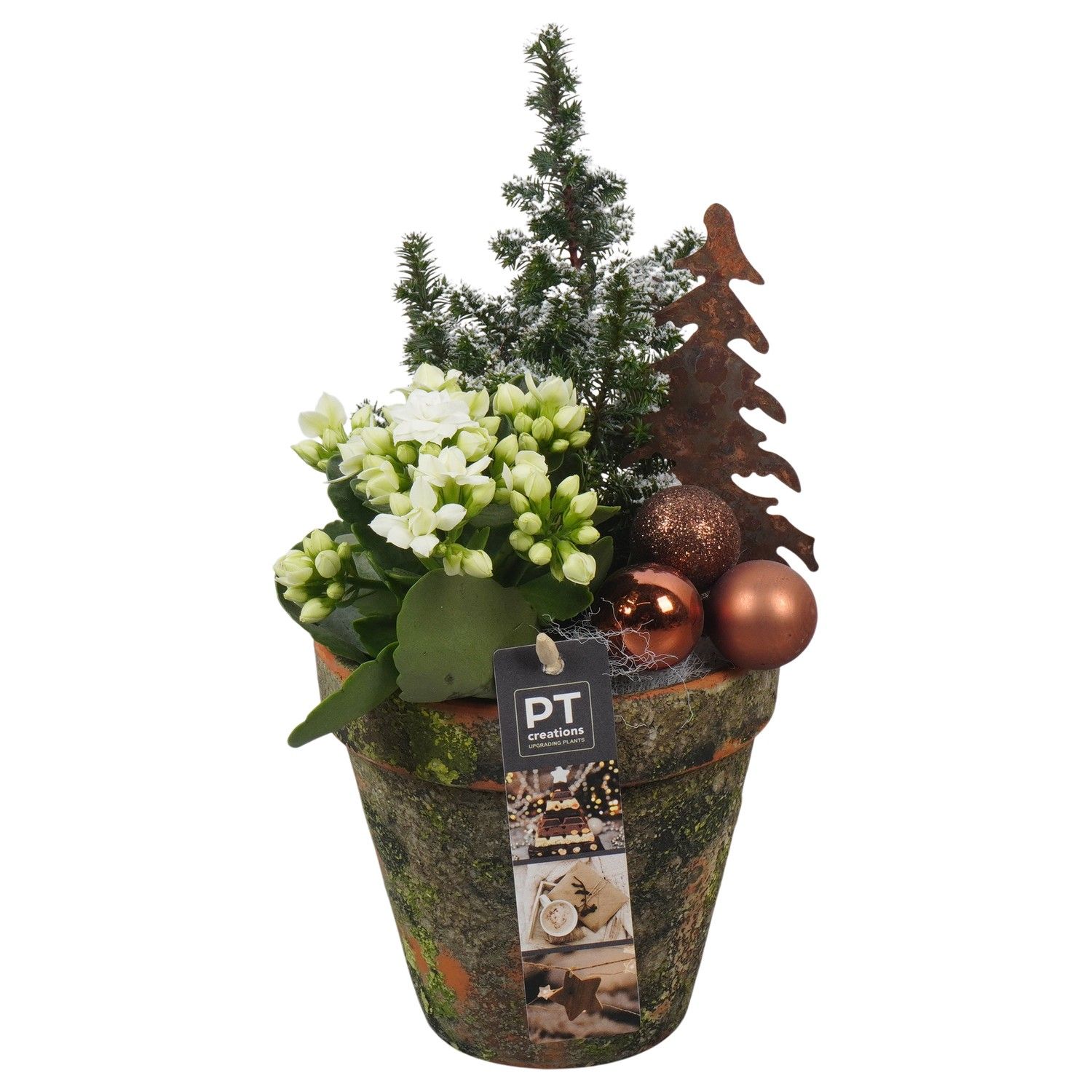 PTCHB9780 Arrangement Christmas Bronze in terracotta pot, D 13 cm