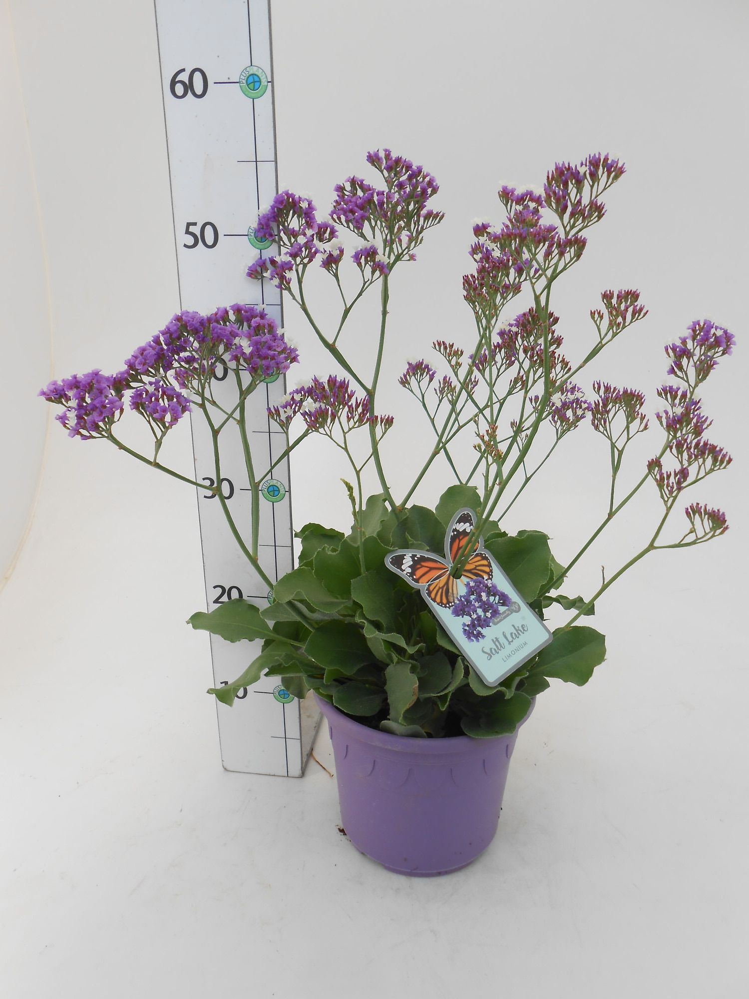 Limonium 'Salt Lake', D 19
