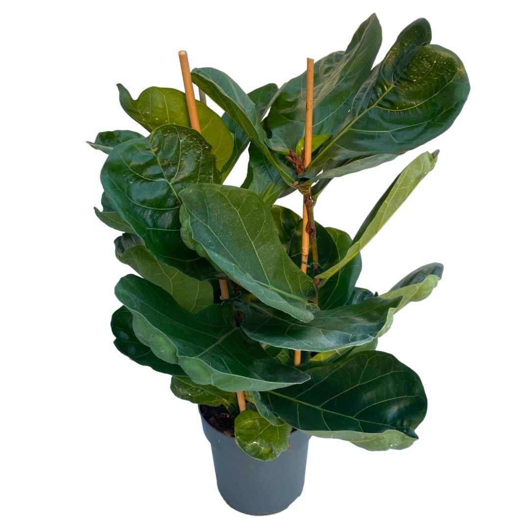 Ficus lyrata P21, D 21 cm