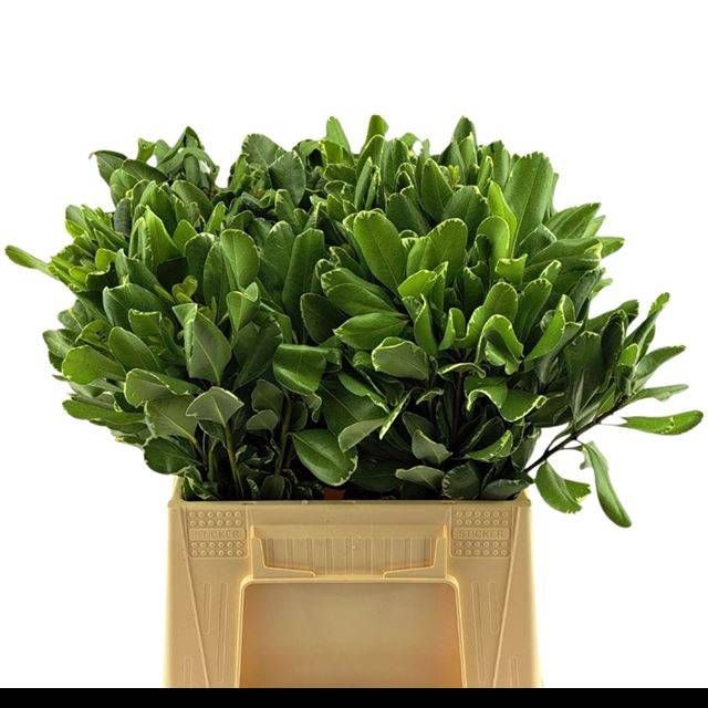 Питтоспорум Илан 40, шт.