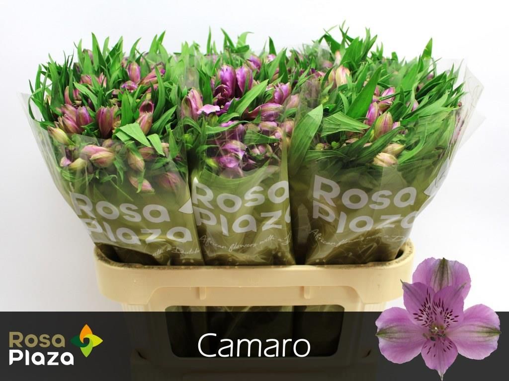 Альстромерия Камаро, шт.