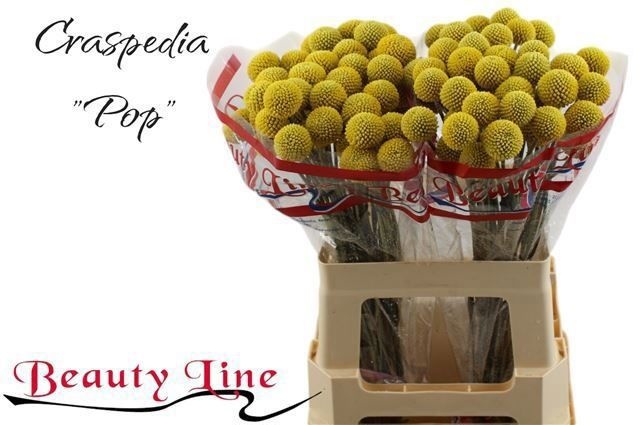 Краспедия Пейнтбол Поп 55 (желт.), шт.