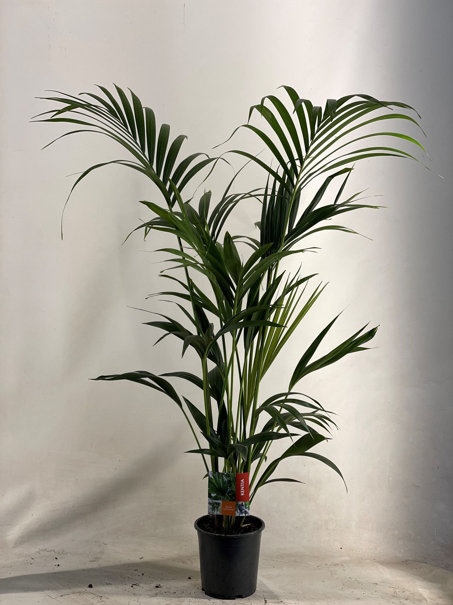 KENTIA - P19 H130 - 6PP (Howea forsteriana), D 19 cm