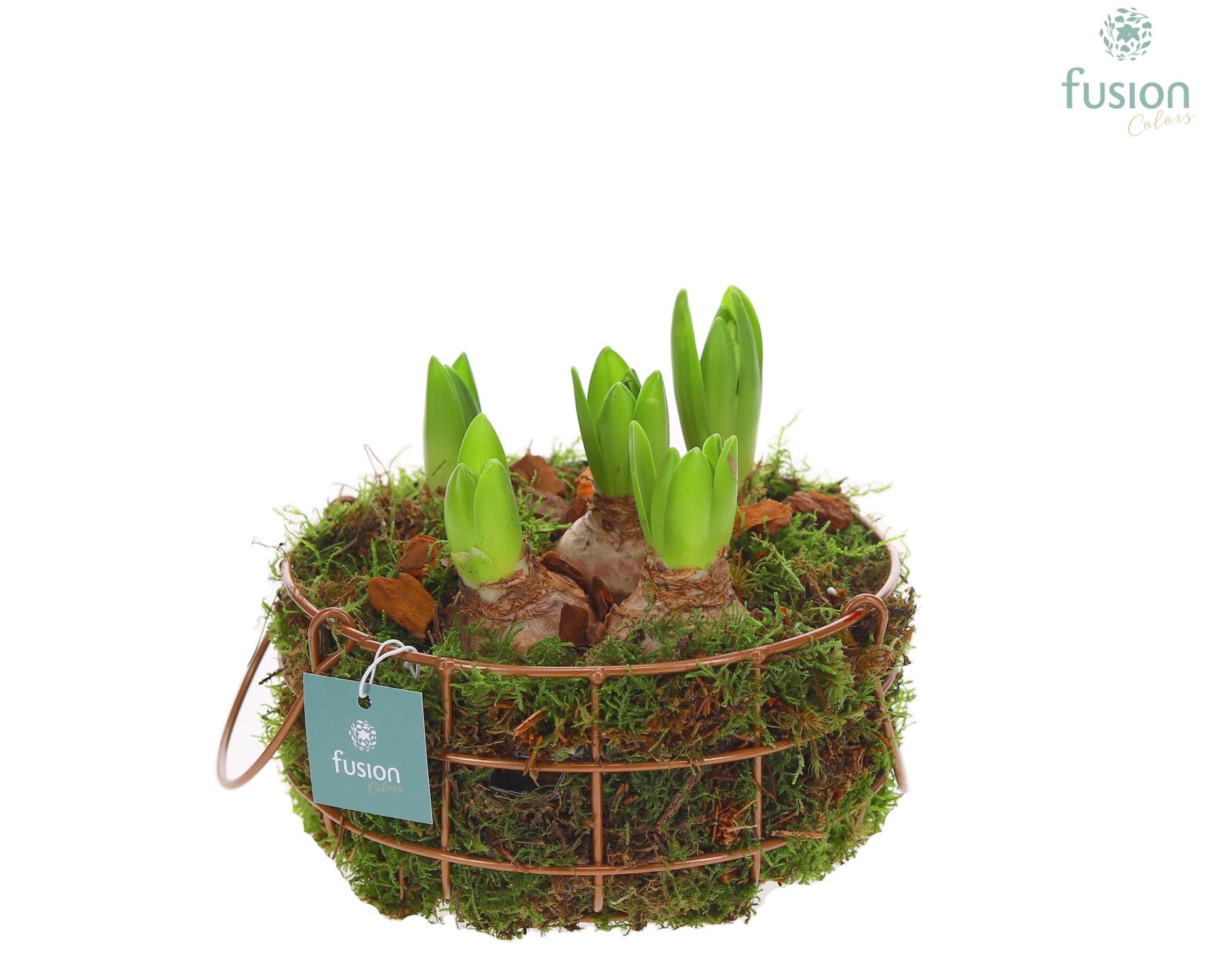 Mand metaal rond Medium met Hyacinthus, D 19