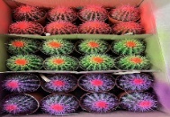 кактус Ред базин, три колорс, голден тайгер 11 13