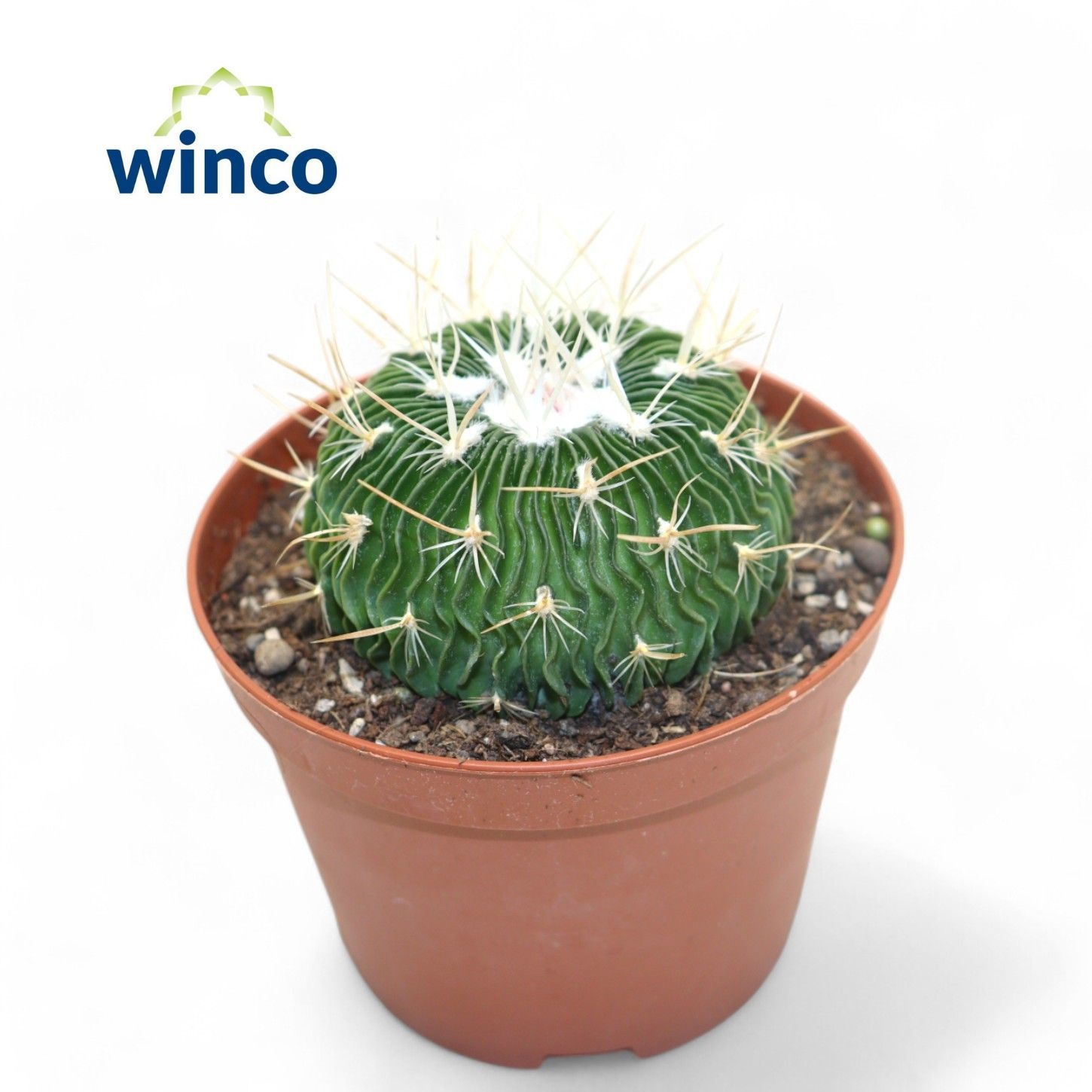 Echinofossulocactus Multicostatus, D 10,5