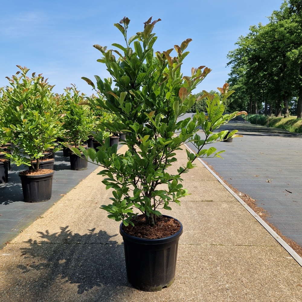Magnolia loebneri 'Max Piroutte', D 36 cm