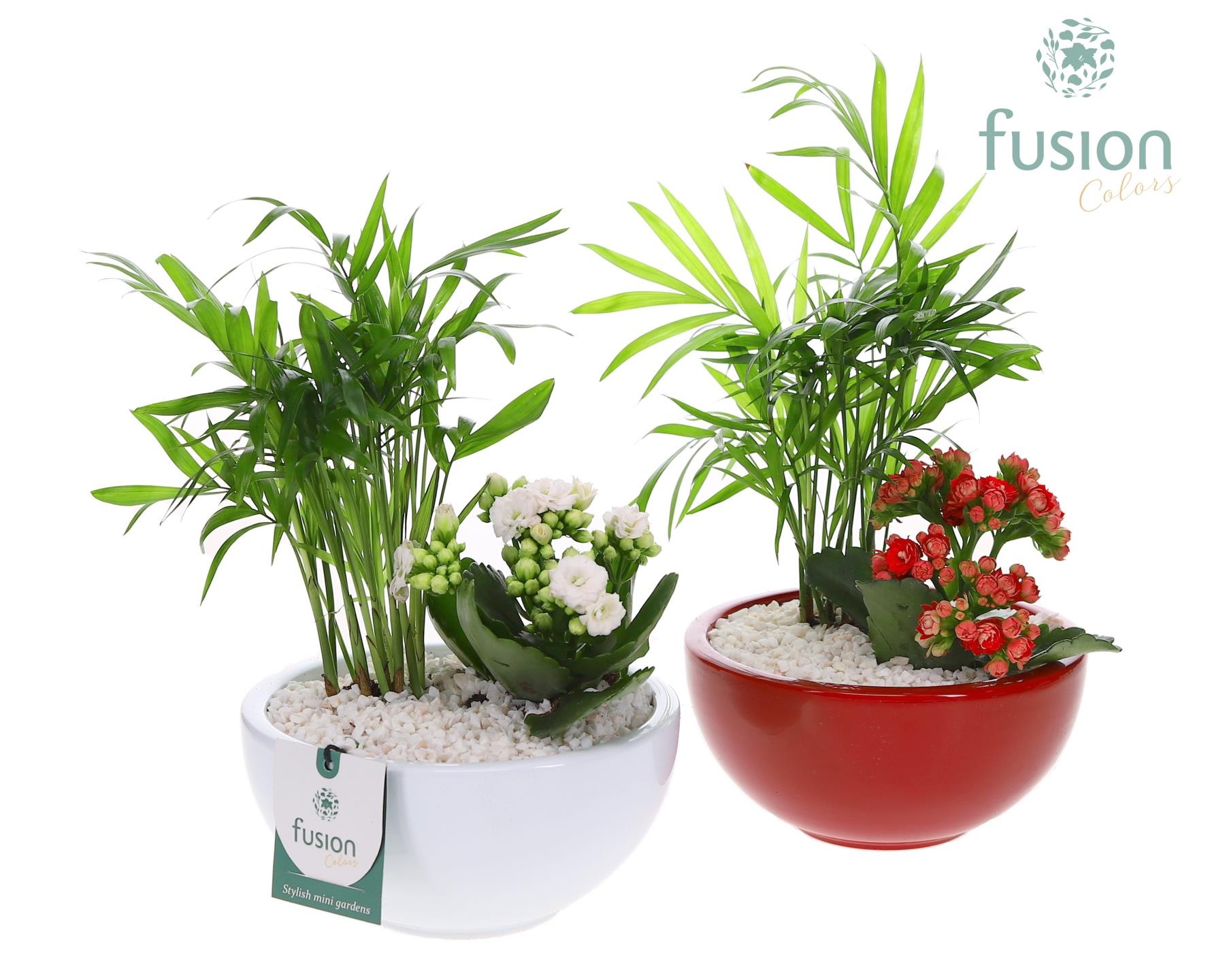 Schaal keramiek Moon Small wit en rood met arrangement, D 15