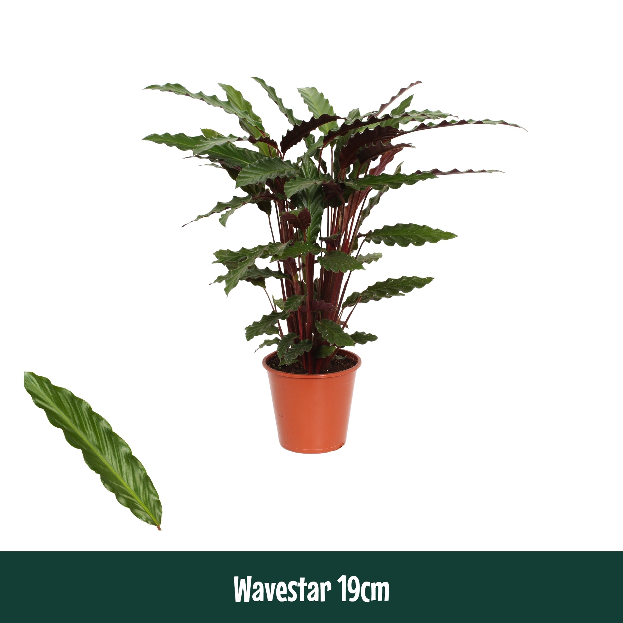 Calathea 19cm Wavestar (Rufibarba) - Living, D 19