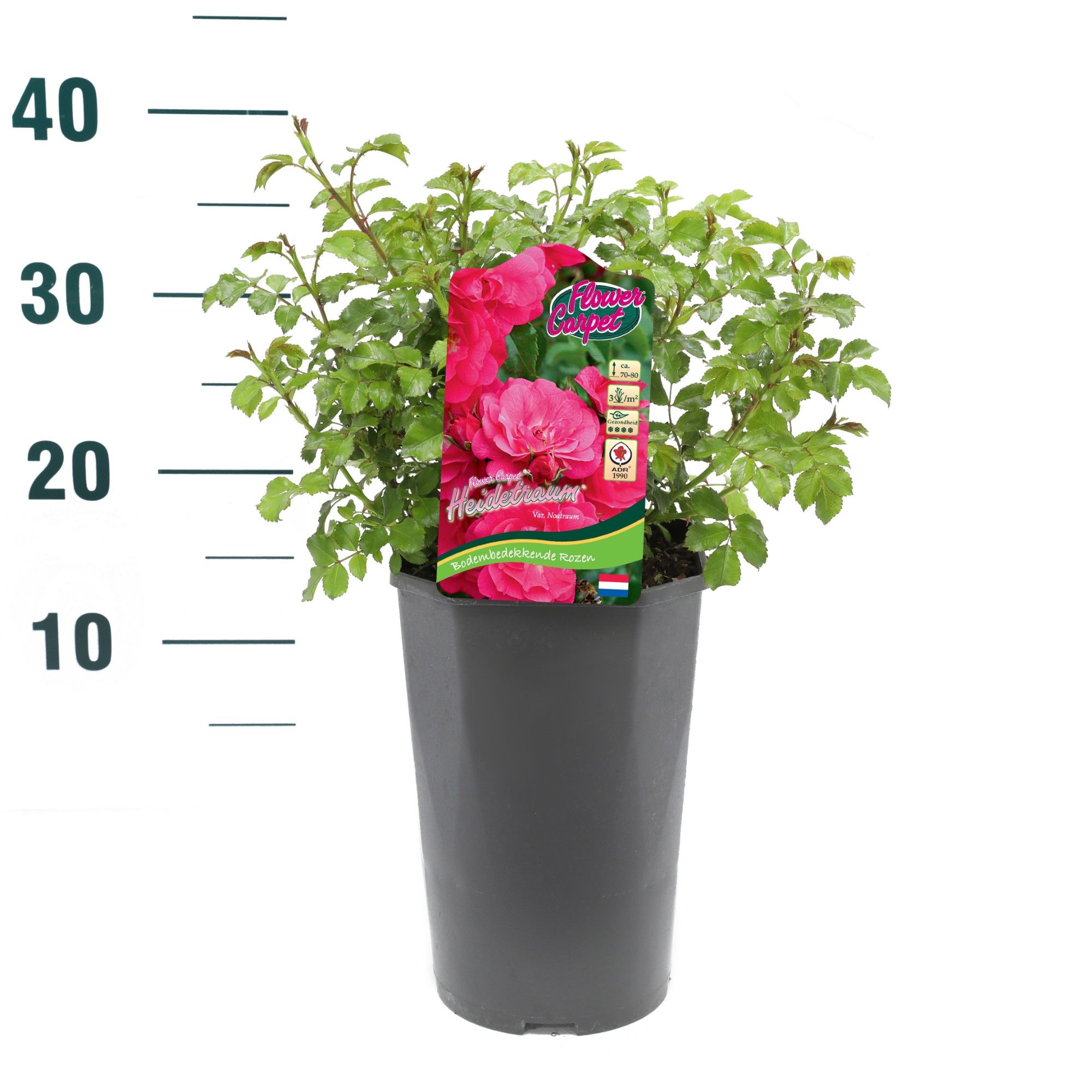 Rosa 'Heidetraum' - Struik - C3rp - Flower Carpet, D 19 cm