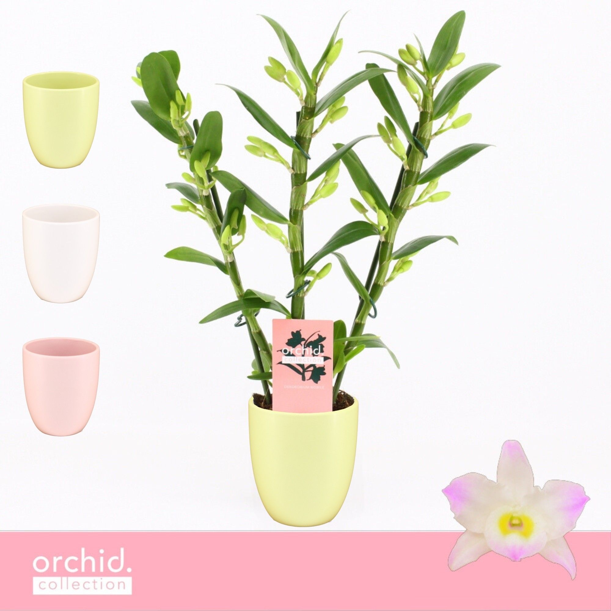 Dendrobium Nobilé, Kumiko 3-spike Compact in Lotte 'Orchid Collection', D 12