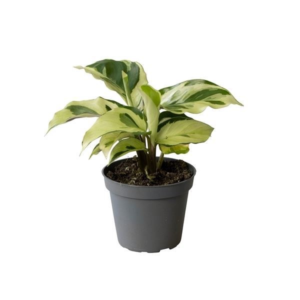 Calathea Yellow Miracle 6 cm, D 6 cm Calathea Yellow Miracle 6 cm, D 6 cm