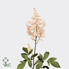 Астильба Европа 60, шт.