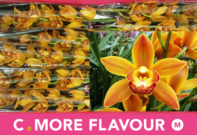 Цимбидиум мини Сакура x10 60, шт.