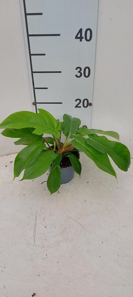 Philodendron Squamifer. P12, D 12