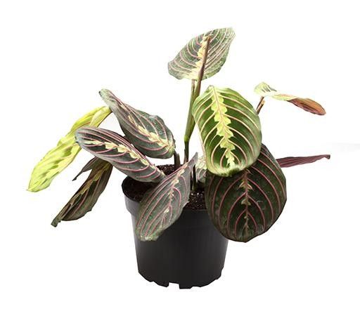 CALATHEA HYBRIDA 'RED STRIPE', D 12 cm