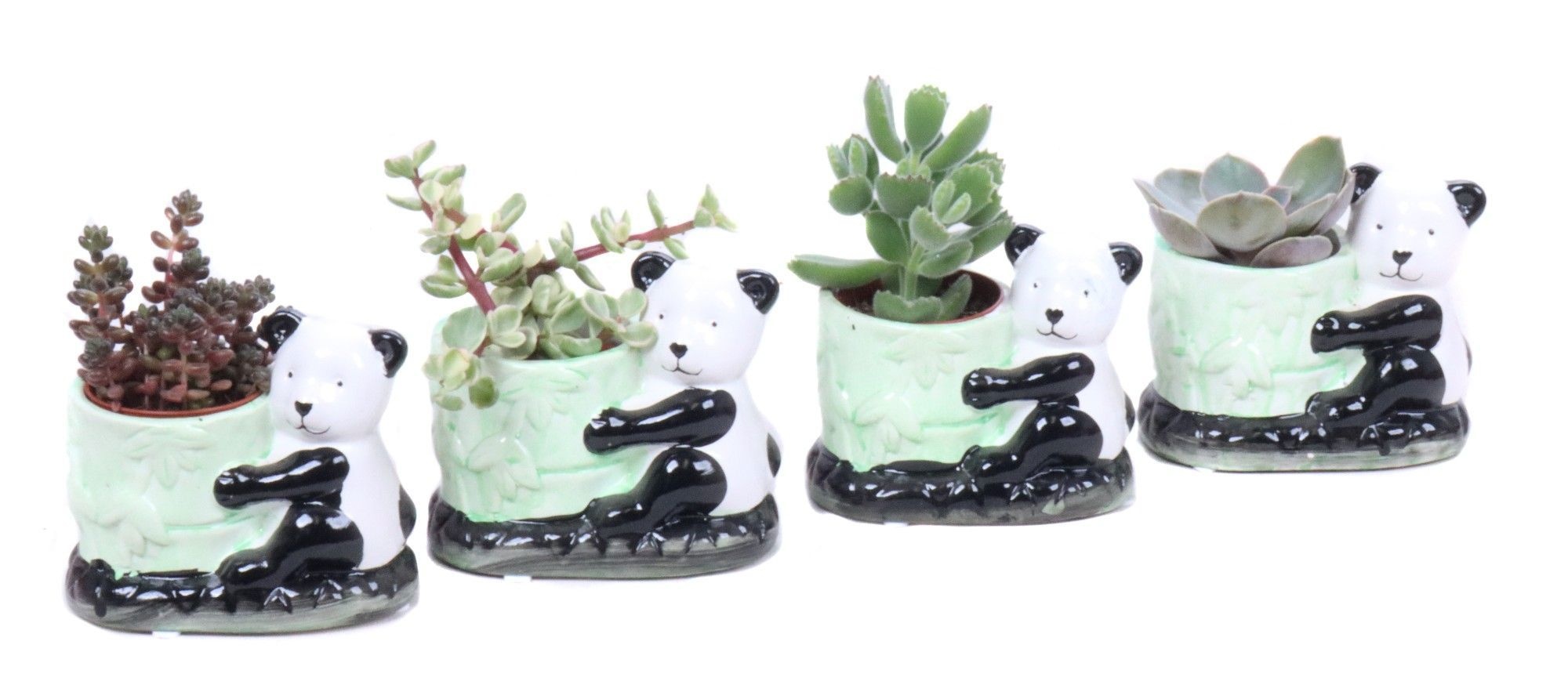 Succulent 5,5 cm in keramieke panda planter, D 10