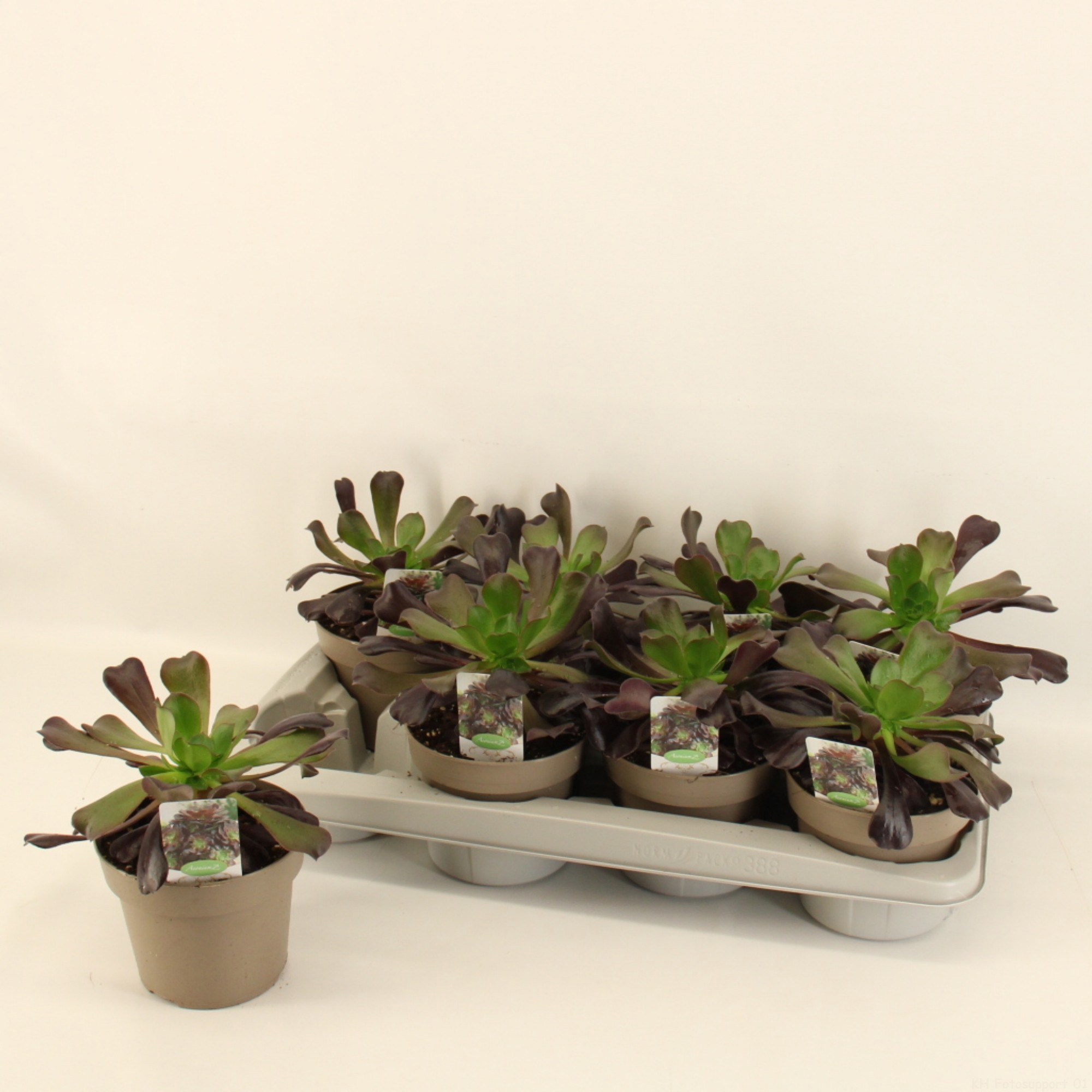 Aeonium Arboreum 14cm, D 14 cm