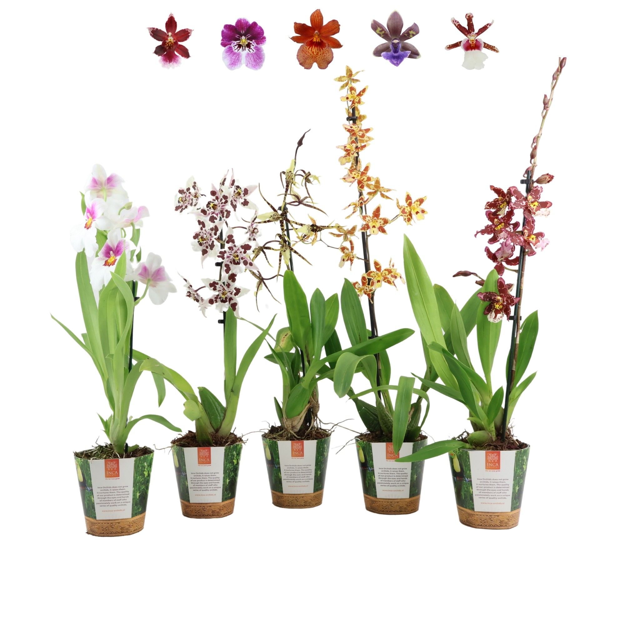 Inca Orchid mix 1 spike in Jungle cover, D 12