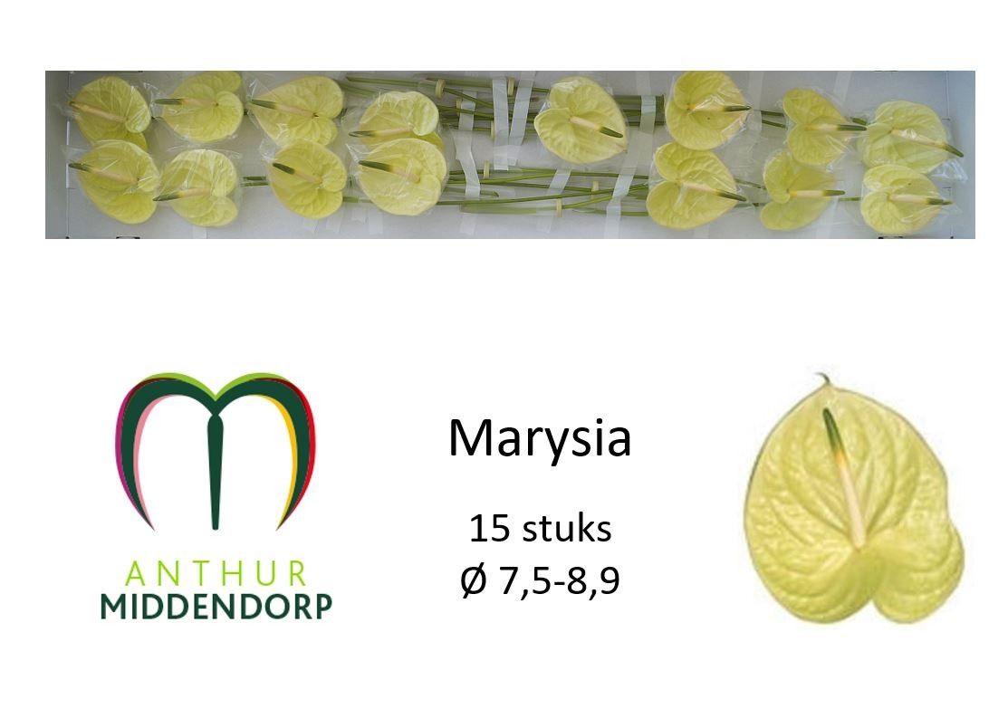 Антуриум Маруся x15, шт.