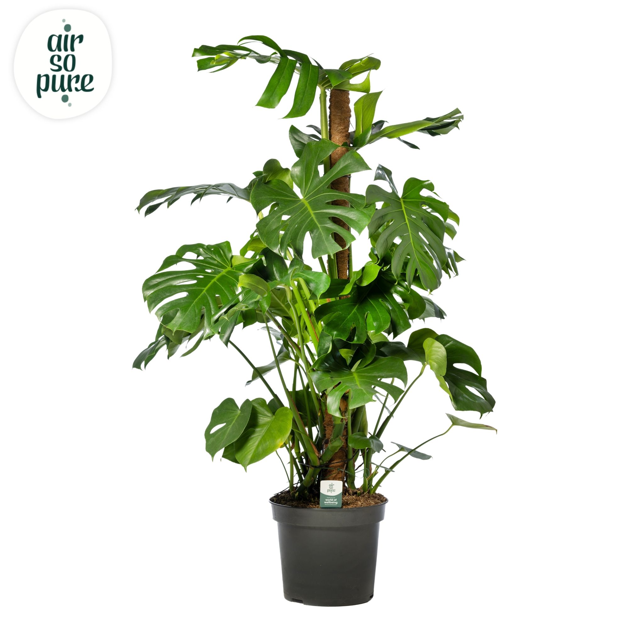 Monstera Deliciosa MOSSTOK p35 (Air so Pure), D 35