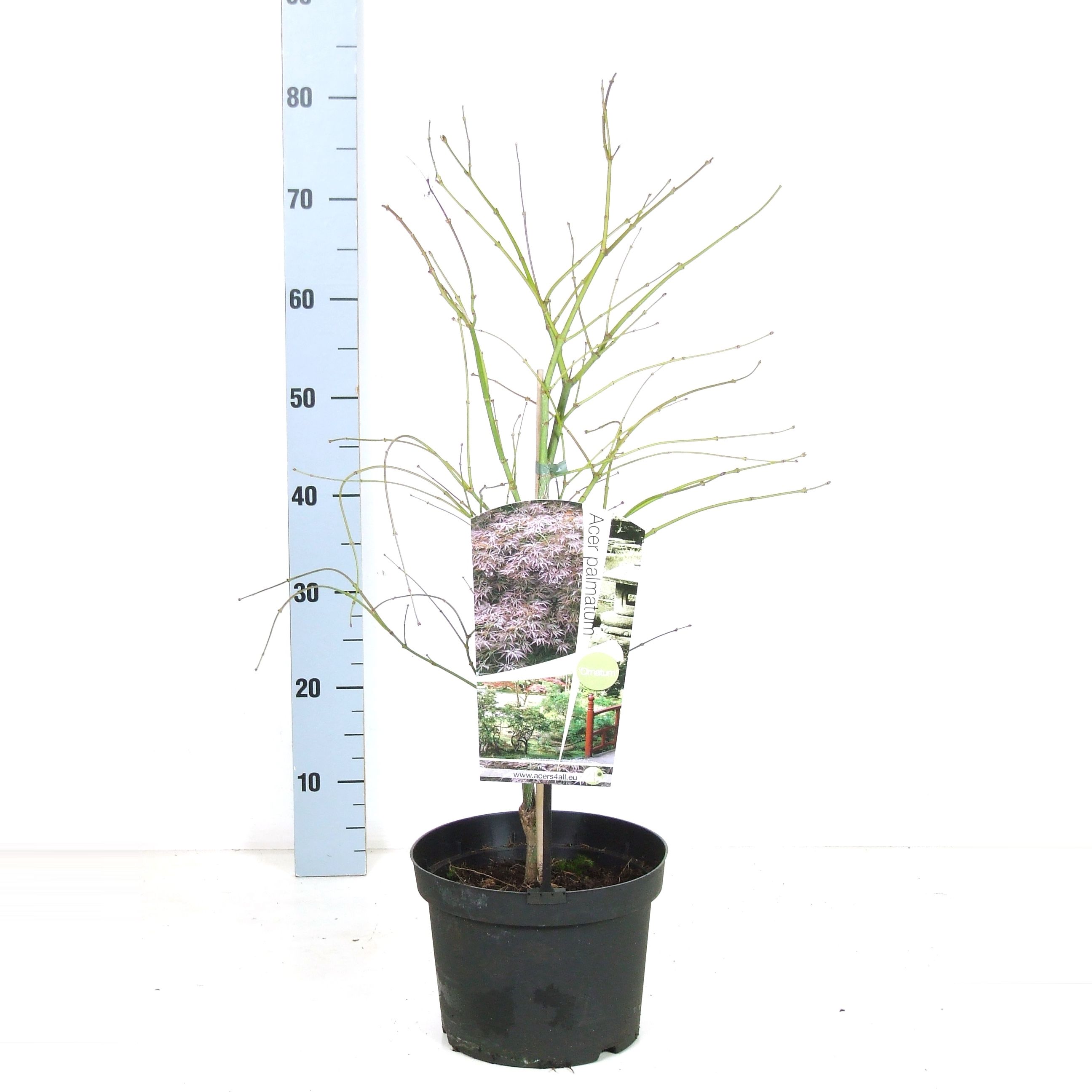 Acer palmatum 'Ornatum' P23 Full CC, D 23