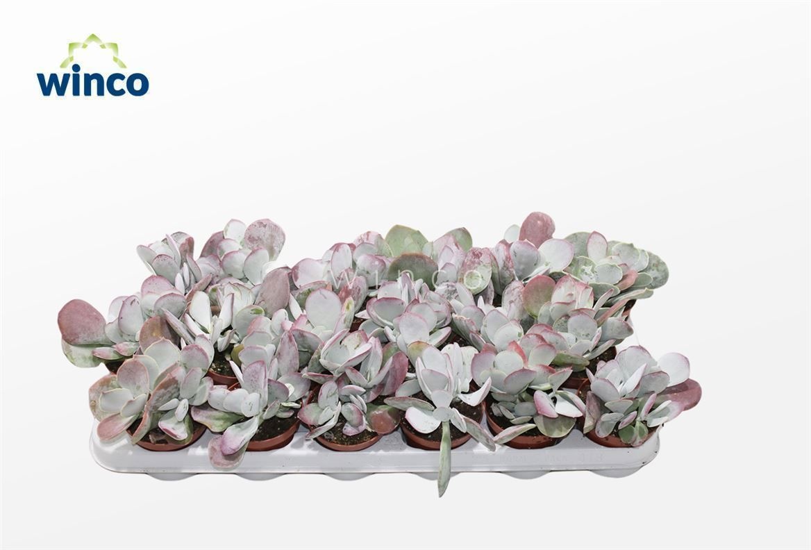 Cotyledon Ssp.(pink Leaf), D 8,5 cm