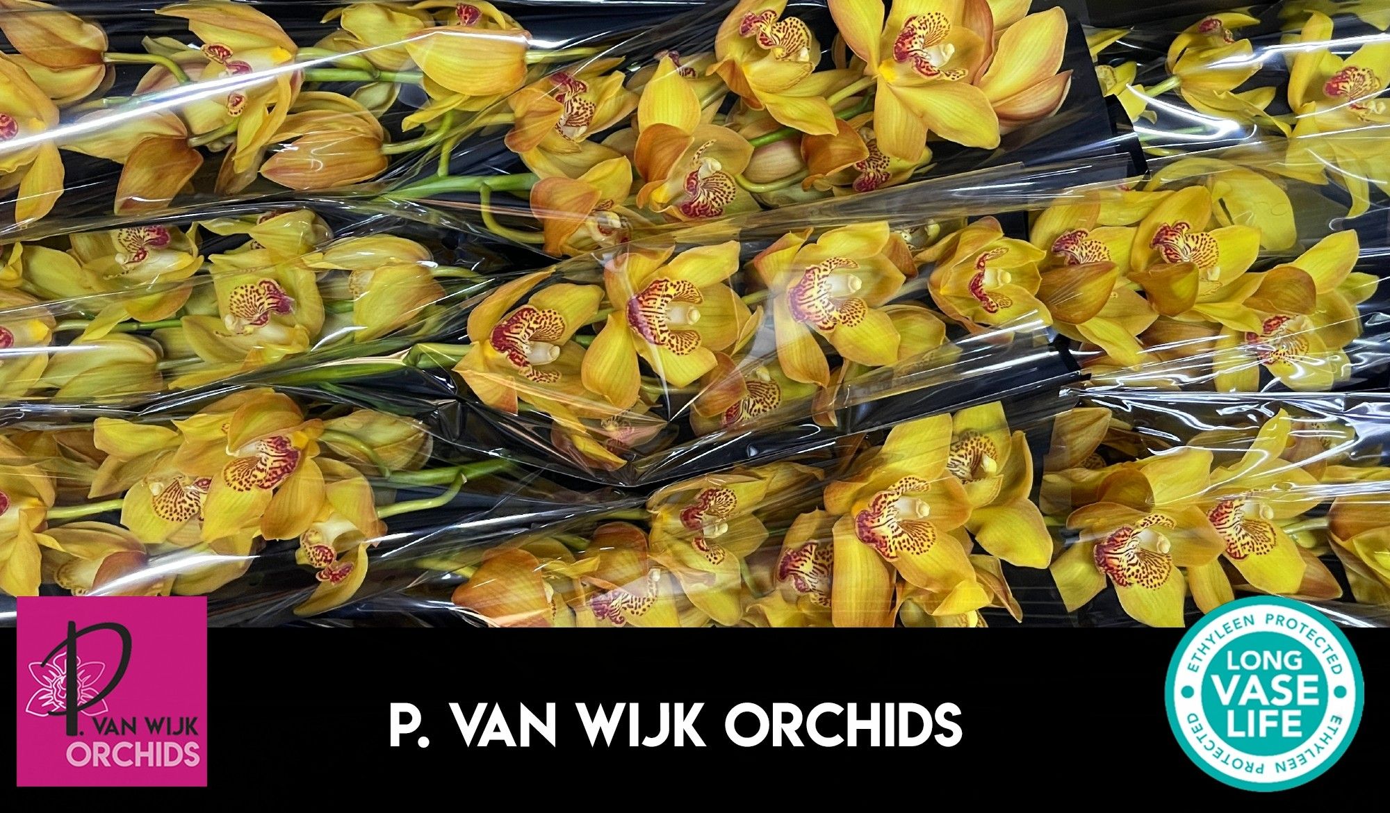 Цимбидиум Эстер x9 60, шт.