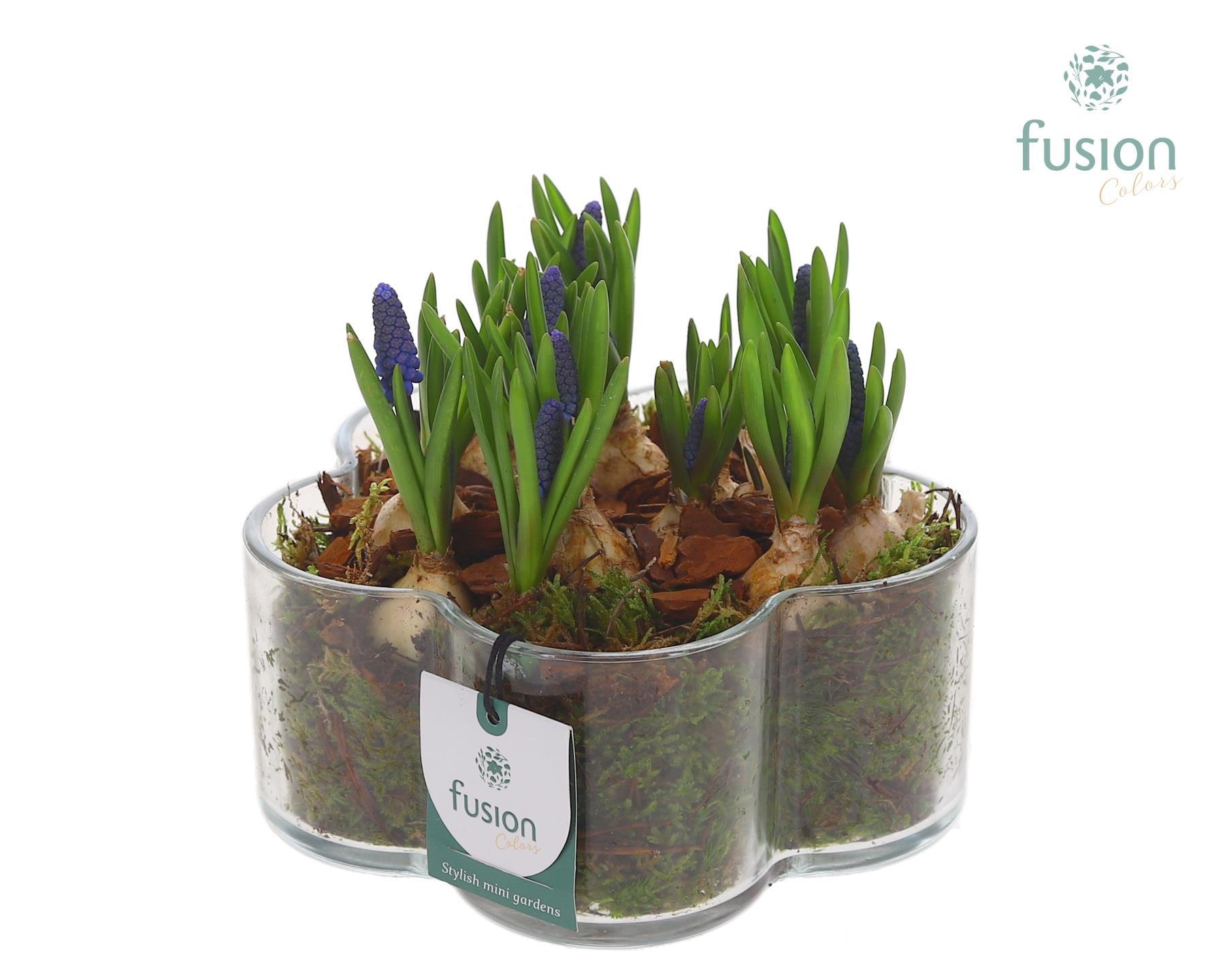 Glazen Bloemschaalmet Muscari, D 18