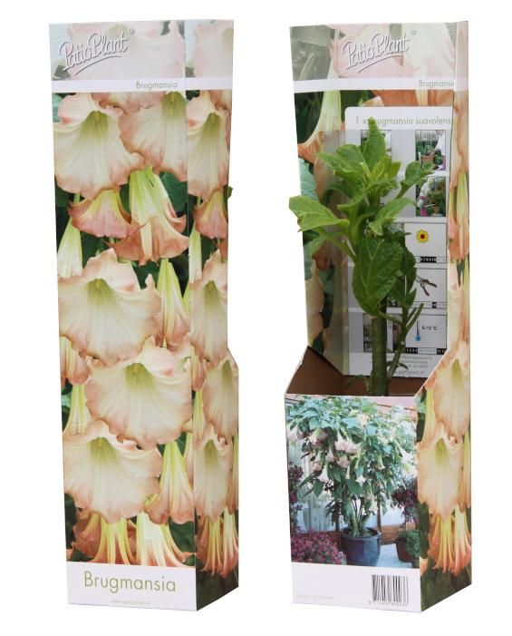 Brugmansia roze, D 9