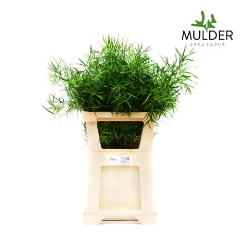 Аспарагус Фалькатус 80, шт.