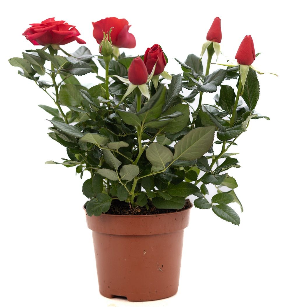 Rosa red P&PURE Collection, D 12
