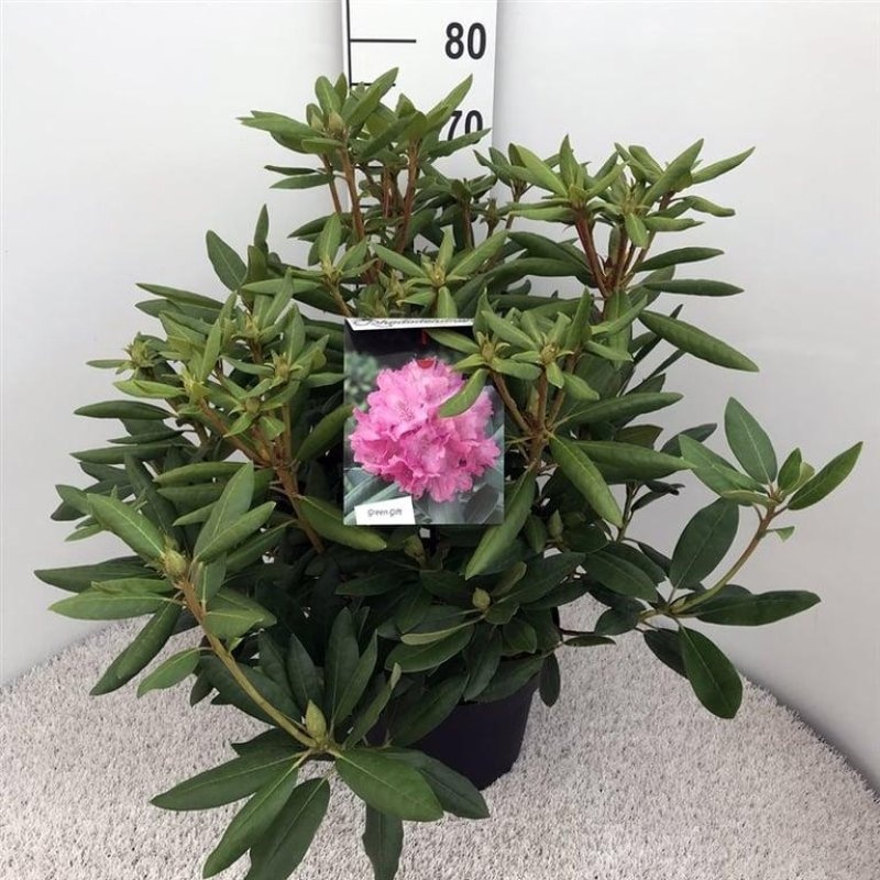 Rhododendron 'Roseum Elegans', D 29