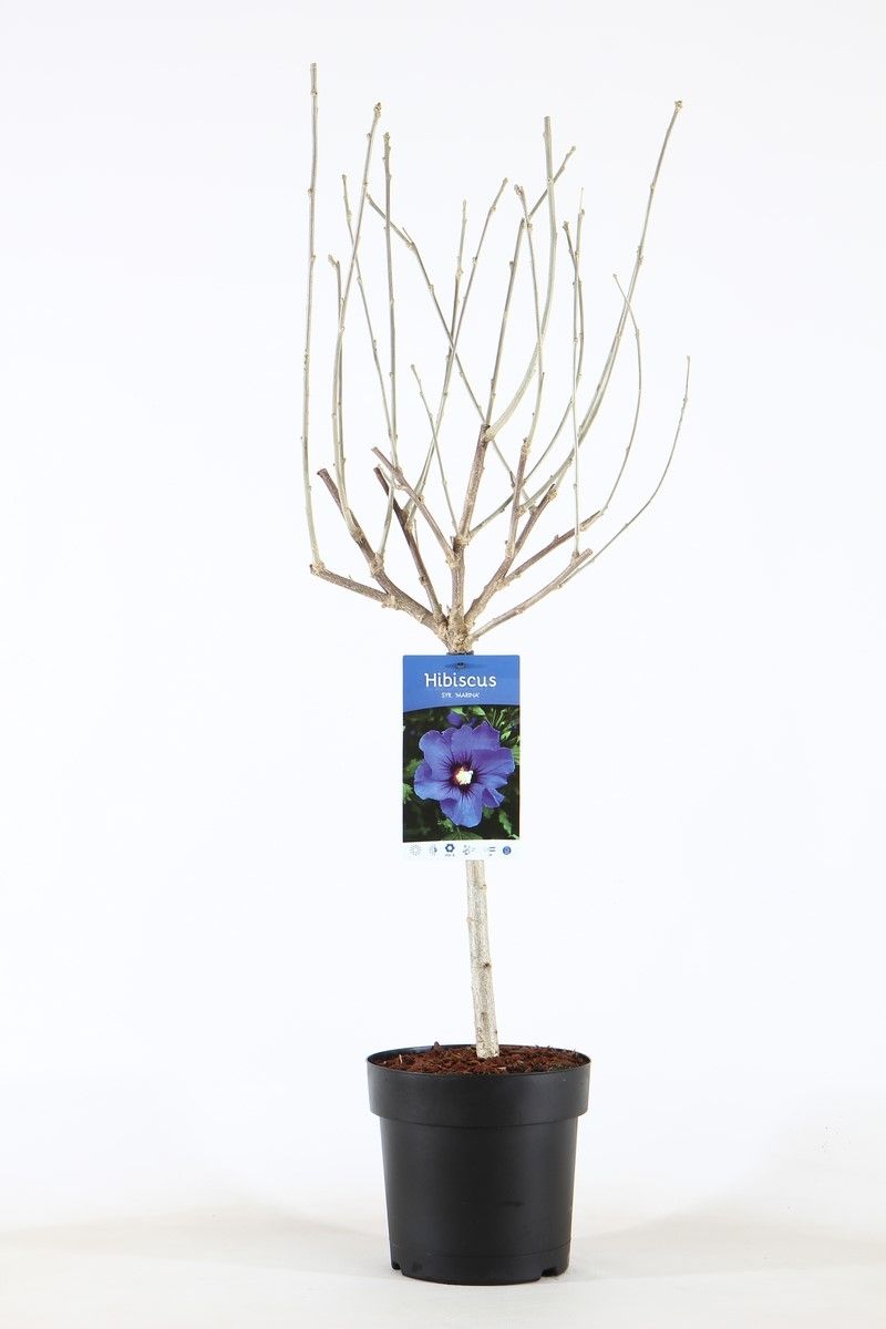 Hibiscus syr. 'Marina' stam 30, D 19