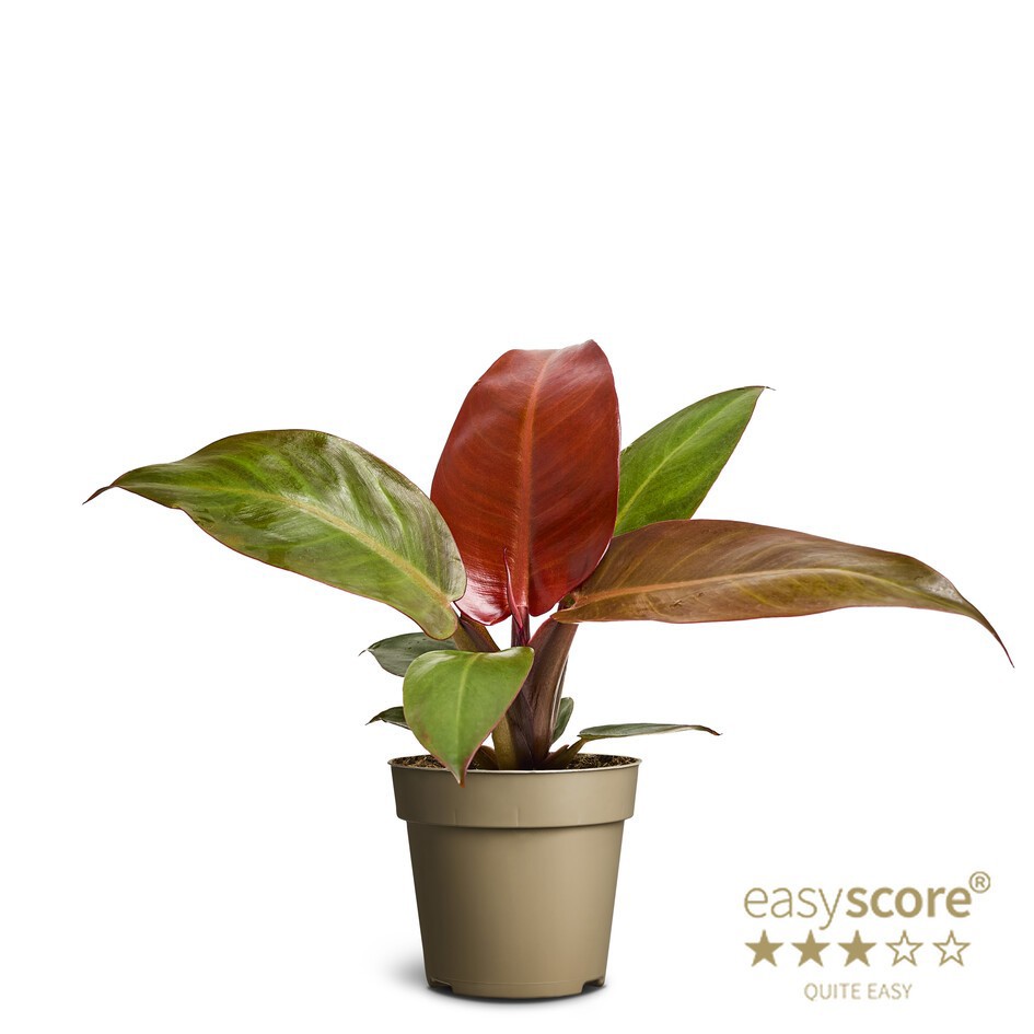PHILODENDRON ERUBESCENS ’SUN RED’, D 9 cm