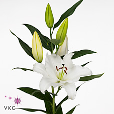 Лилия Сигнум 100, шт.