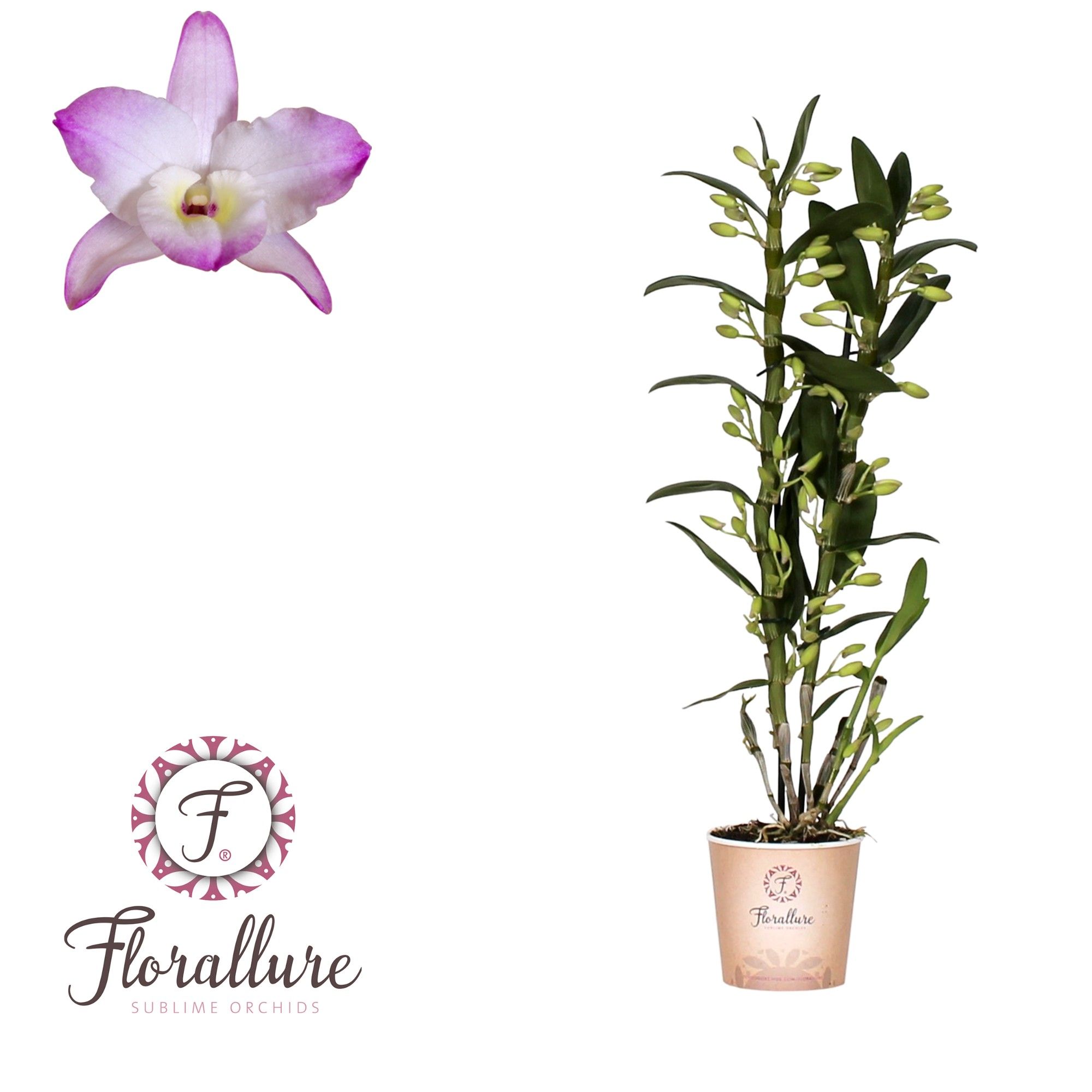 Dendrobium Nobile Kumiko 2 Tak, 14+ tros Florallure, D 12