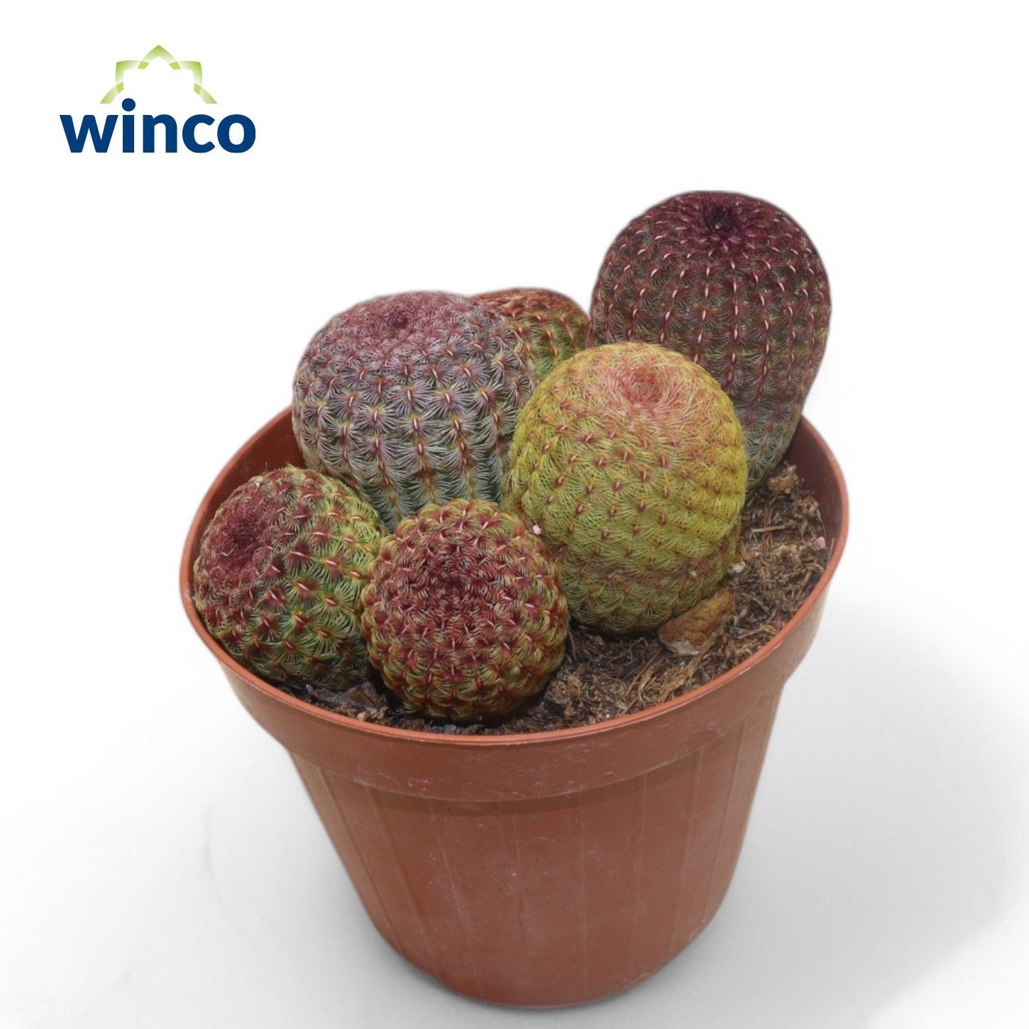 Echinocereus Rubrispinus (group), D 12